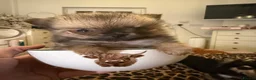 Pomchi dogs for sale: Beautiful Pomchi fluffy puppies available now in Deeside - Advert 5