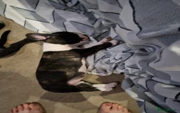 Mixed Breed dogs for sale:  Adorable staffie x frencie pups,Ready Oct31st  - Image 7