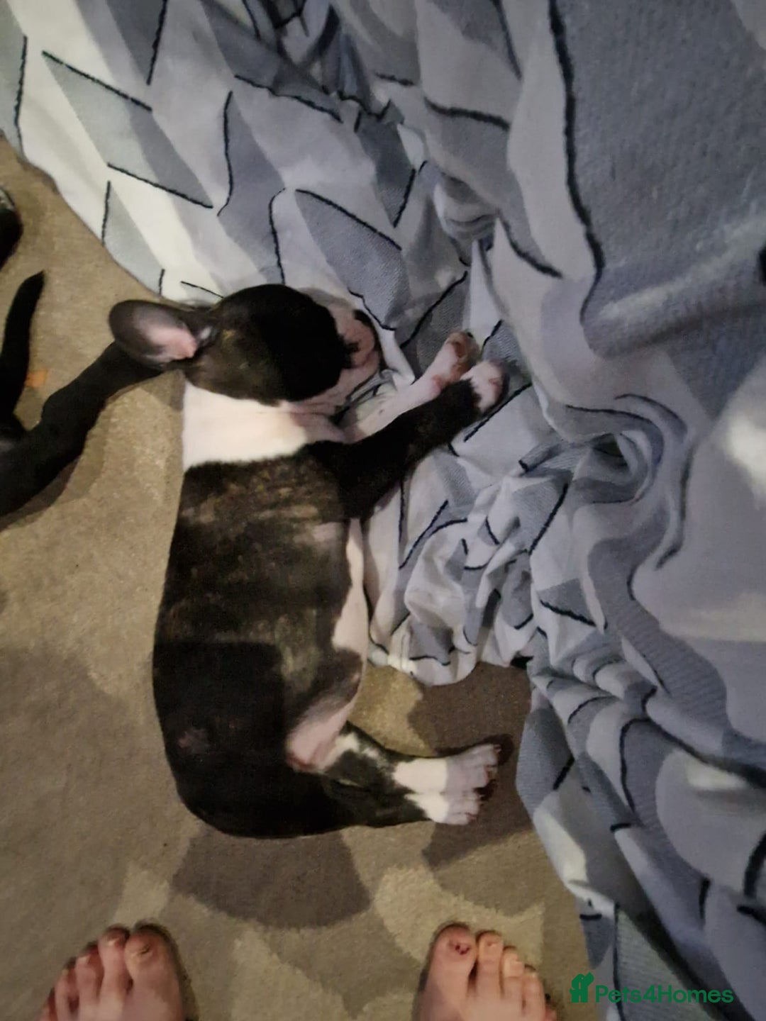 Mixed Breed dogs for sale:  Adorable staffie x frencie pups,Ready Oct31st  - Image 7