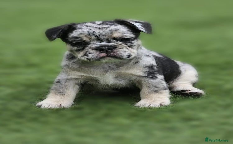 French Bulldog dogs - Advert 8