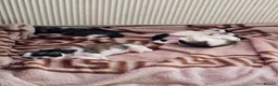 Shih Tzu dogs for sale: Hi my name is Maria  - Advert 9