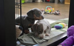 Miniature Dachshund dogs for sale: Miniture dachshund pups  - Advert 17