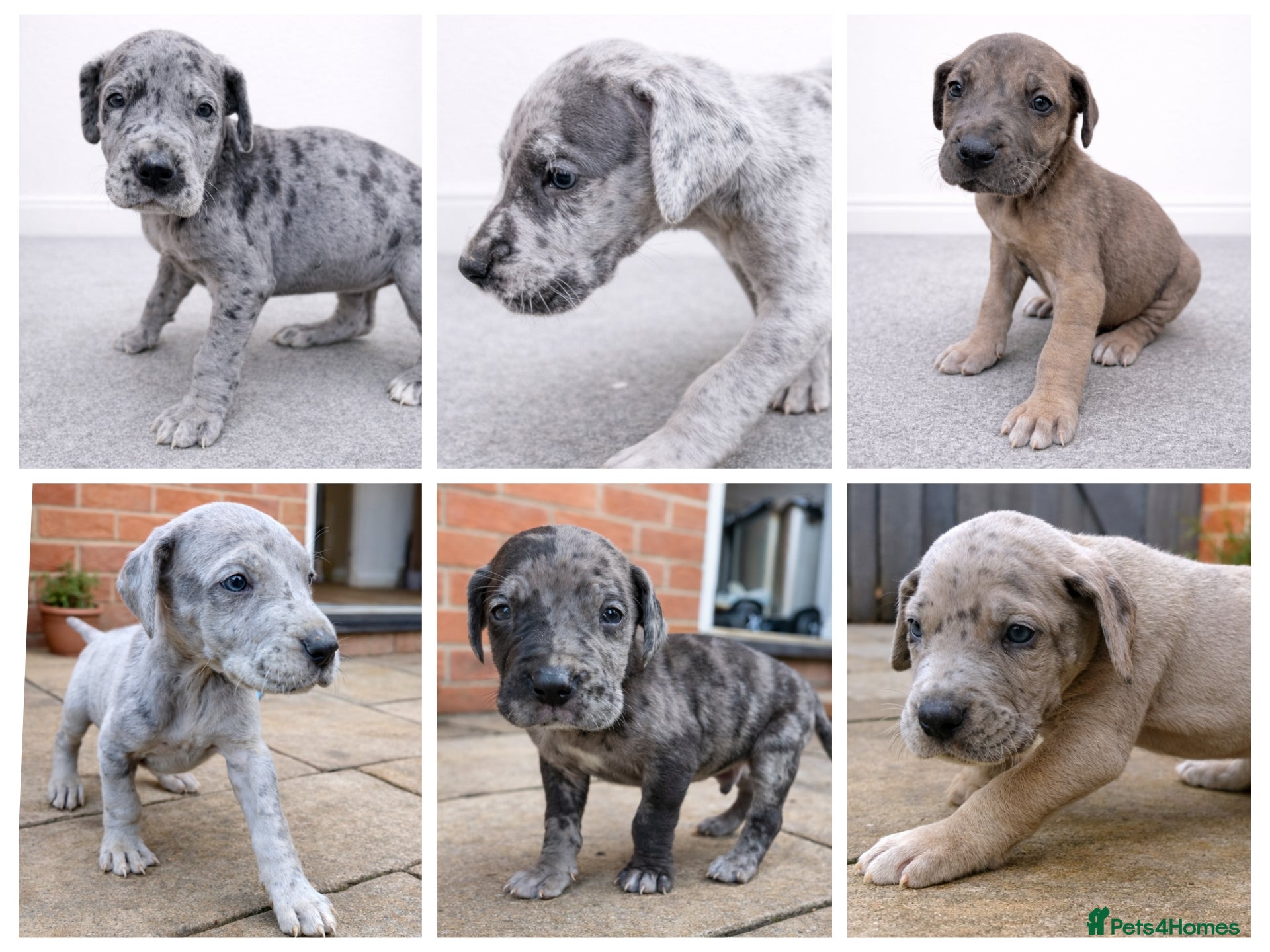 Great Dane dogs KC Registered Great Danes - Stunning Litter  - Advert 1