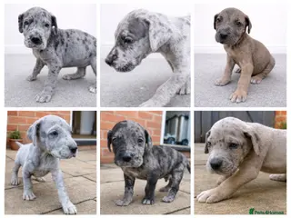 Great Dane dogs KC Registered Great Danes - Stunning Litter - Advert 1