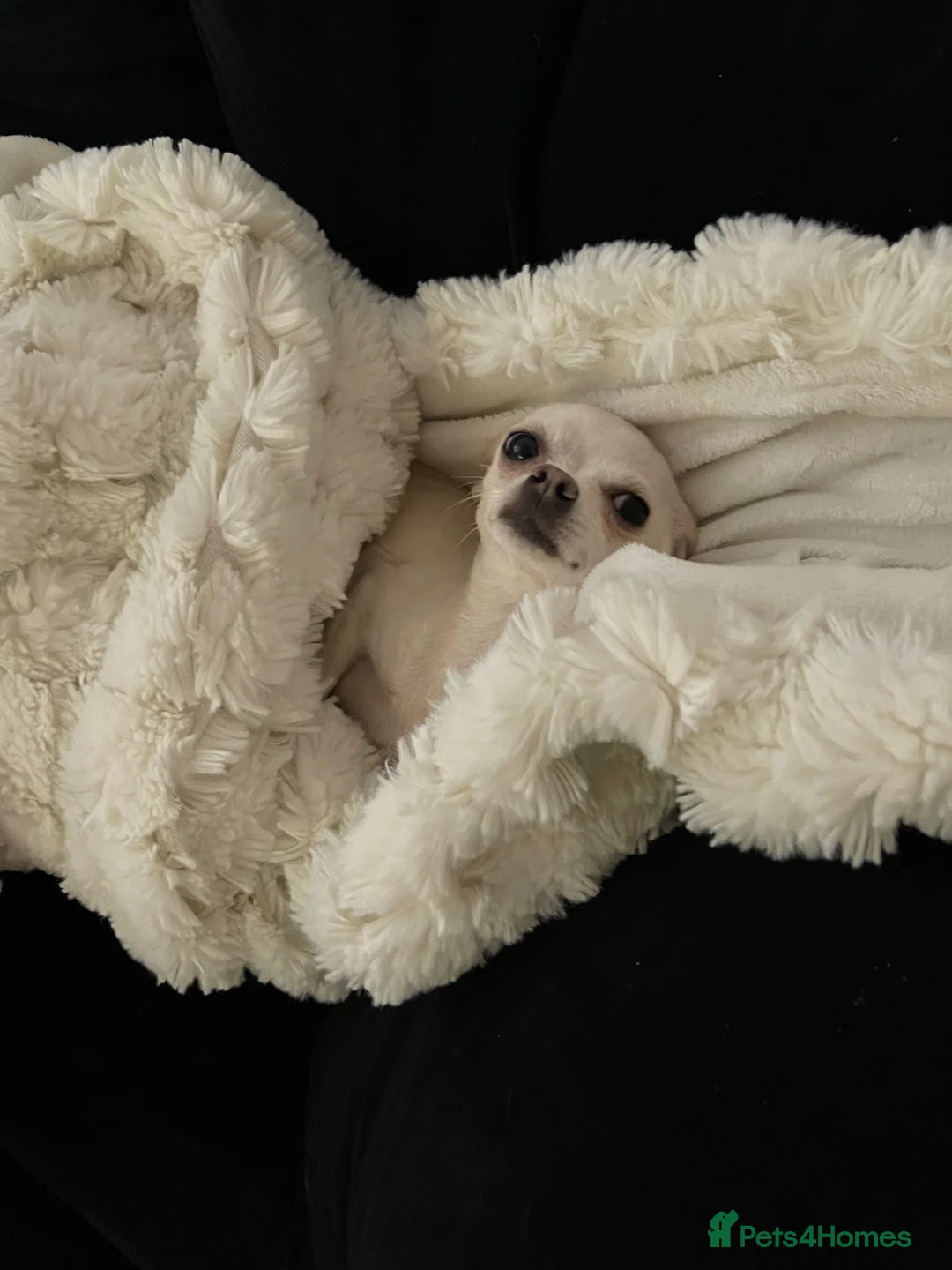 Chihuahua dogs for sale: Female chihuahua  - Advert 2