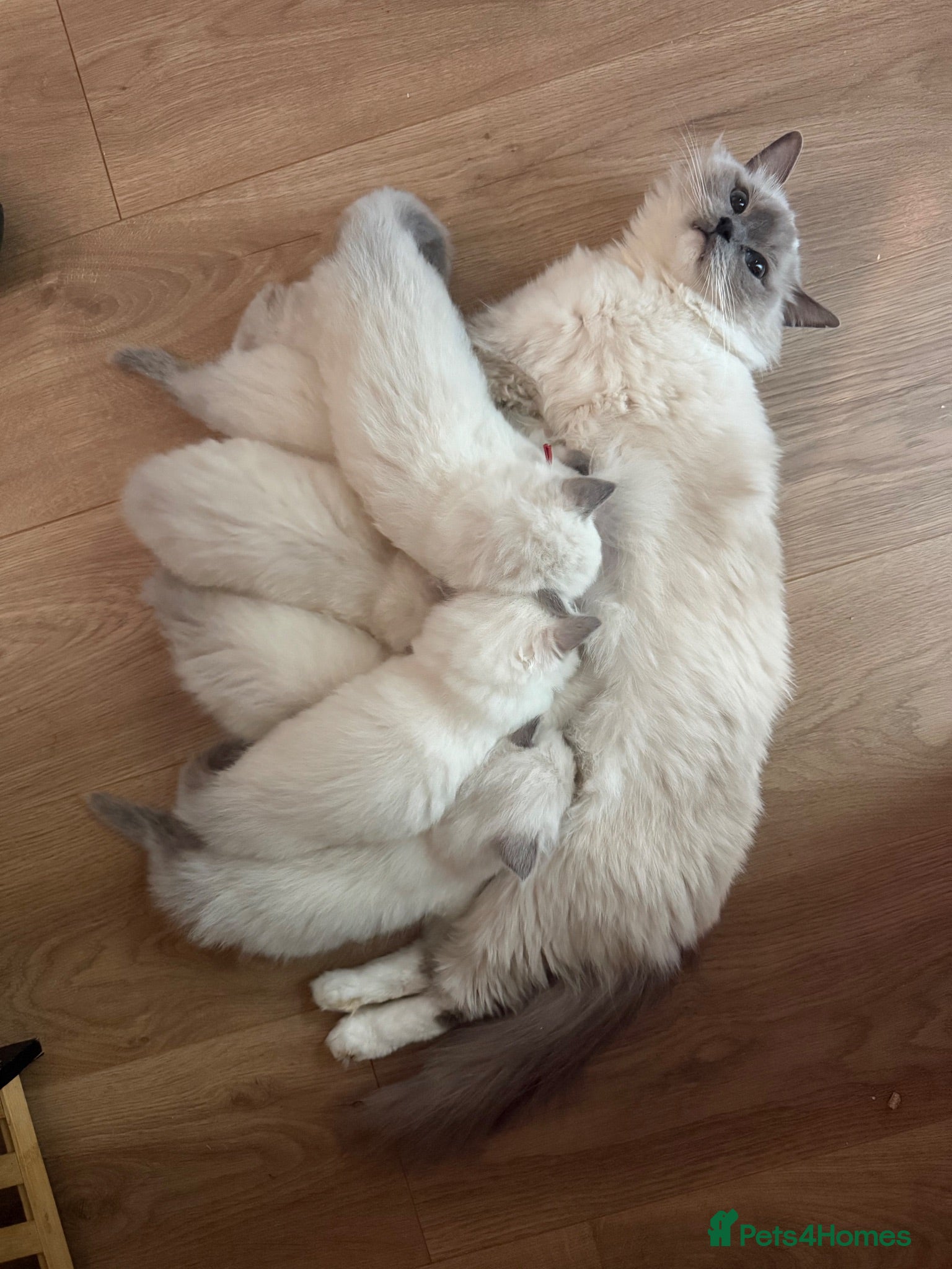 Ragdoll cats 6 Beautiful ragdoll kittens ready now - Advert 1