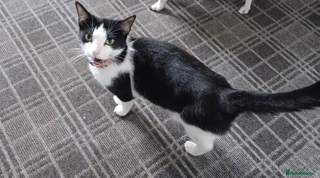 Mixed Breed cats for sale: Mixed litter of kittens - Advert 6