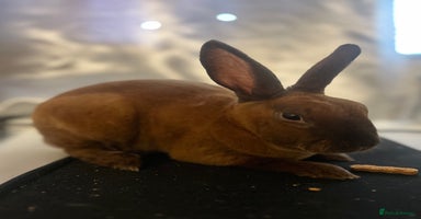 Rex rabbits - Advert 1