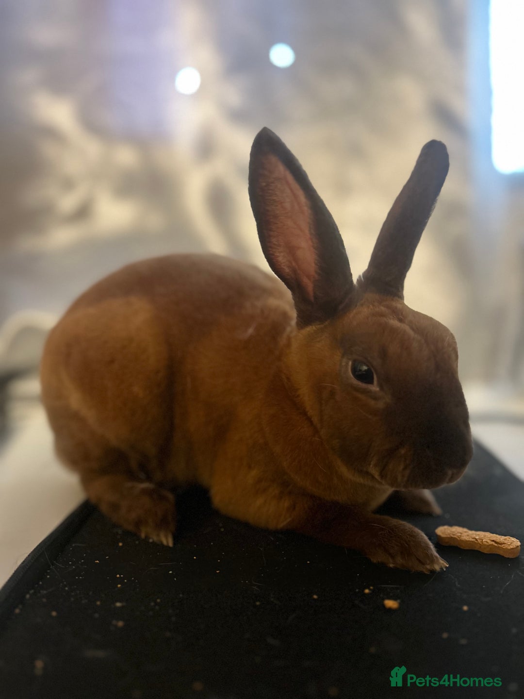 Rex rabbits for sale: gentle & playful purebred mini rex  - Image 2