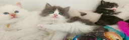 Ragdoll cats for sale: £Negotiable Beautiful cross Ragdoll/Persian😻😻😻 - Advert 12