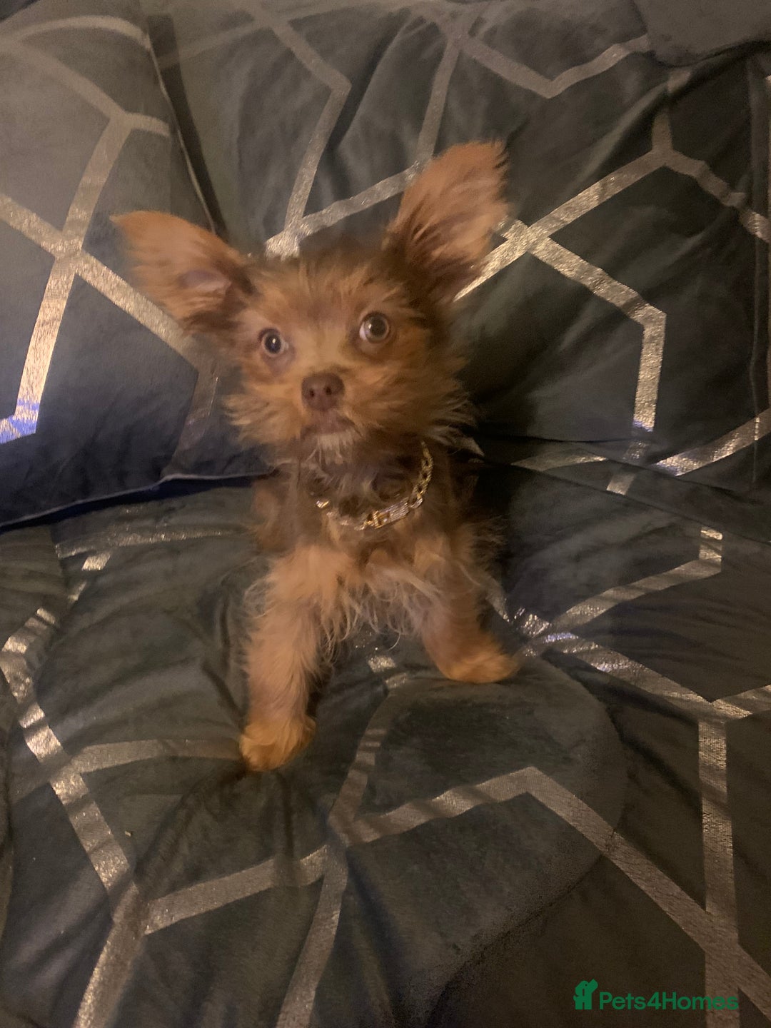 Chorkie dogs for sale: One male puppy left - Advert 1