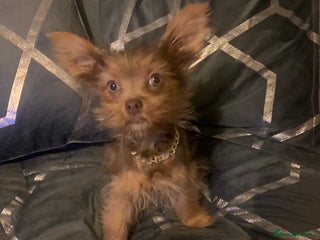 Chorkie dogs One male puppy left - Advert 1