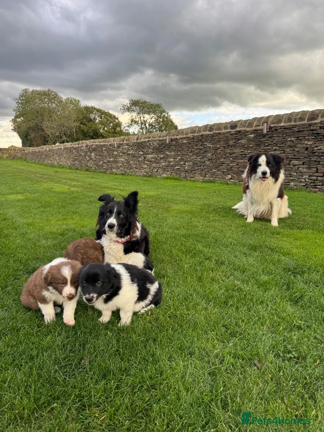 Border Collie dogs for sale: Gorgeous Litter of border collie puppy’s  - Advert 2