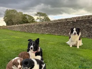 Border Collie dogs Gorgeous Litter of border collie puppy’s - Advert 2