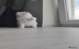 Ragdoll cats for sale: Purebred and Cute Ragdoll in Cardiff - Image 6
