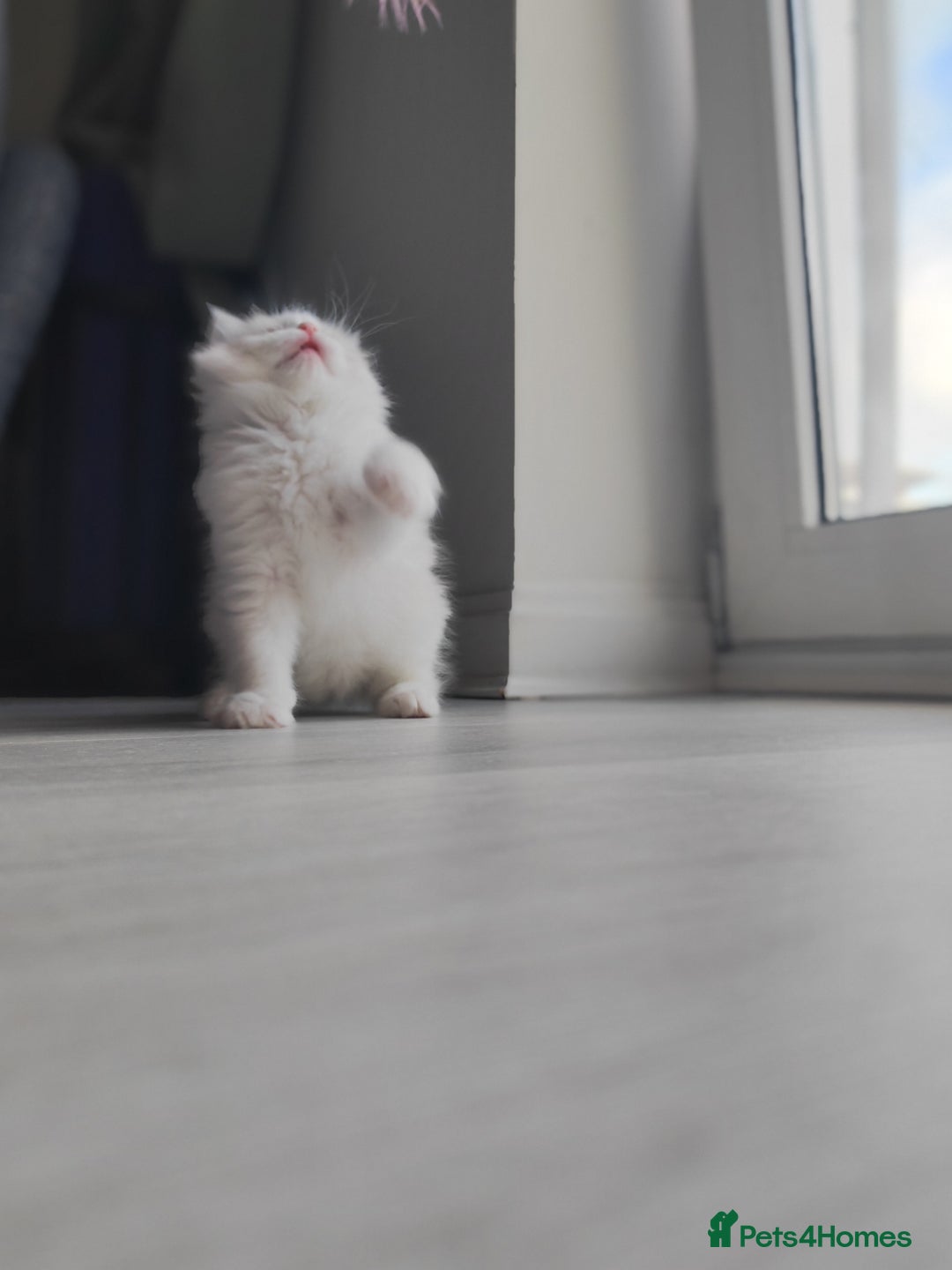 Ragdoll cats for sale: Purebred and Cute Ragdoll in Cardiff - Image 6