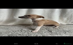 Whippet dogs for sale: Full kc registered whippets  - Image 10