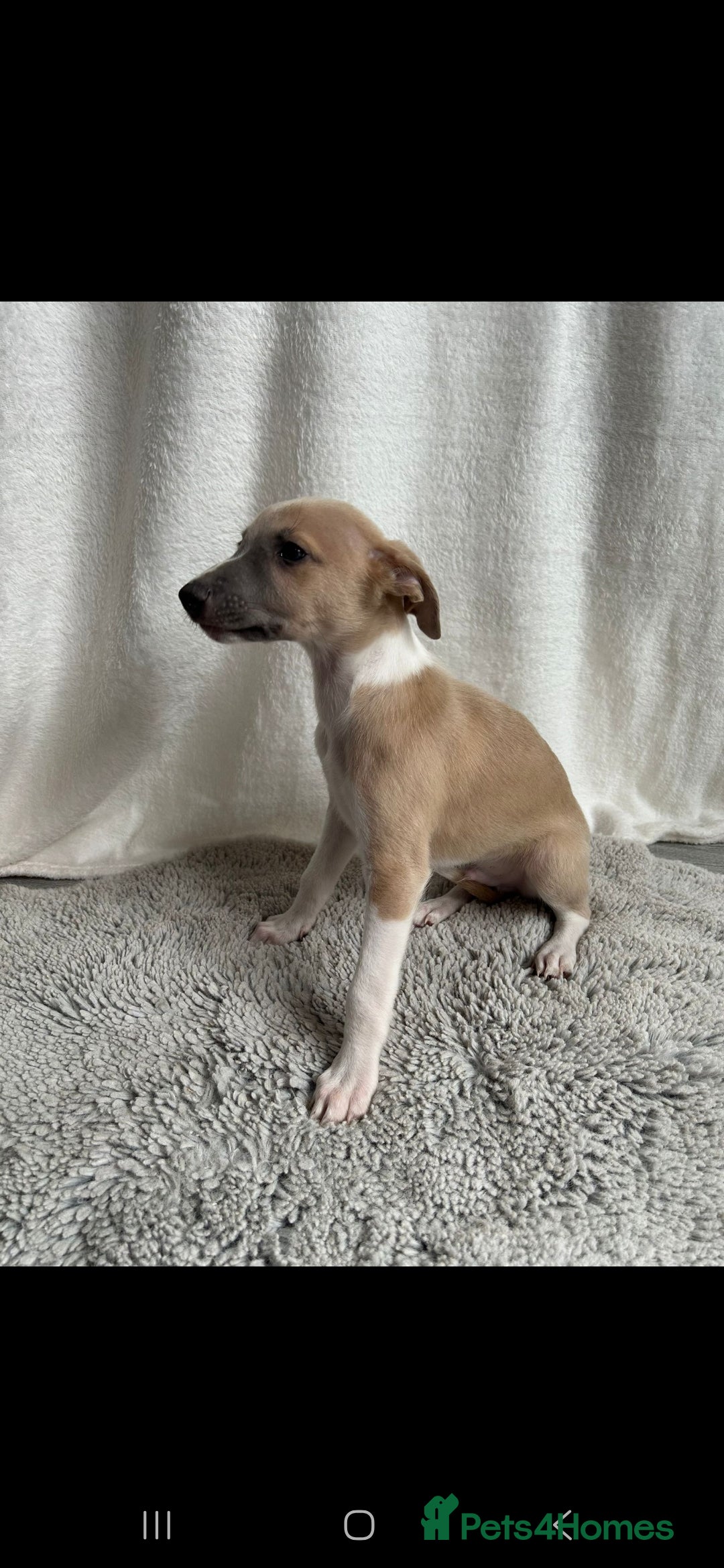 Whippet dogs for sale: Full kc registered whippets  - Image 10