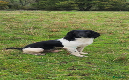 English Springer Spaniel dogs for sale: Springer spaniel puppies for sale  - Image 24