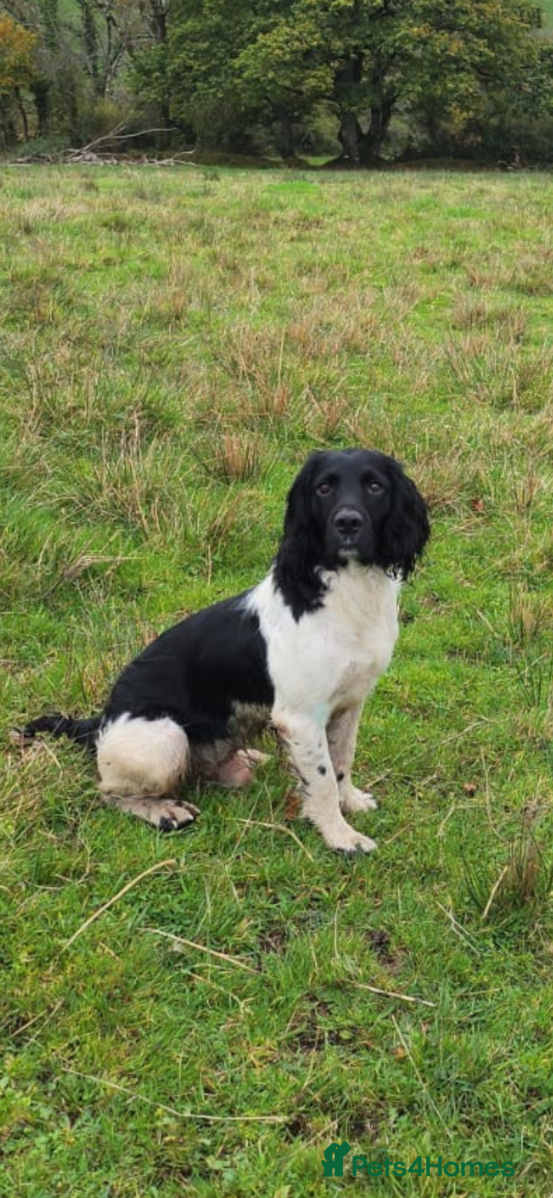 English Springer Spaniel dogs for sale: Springer spaniel puppies for sale  - Image 24