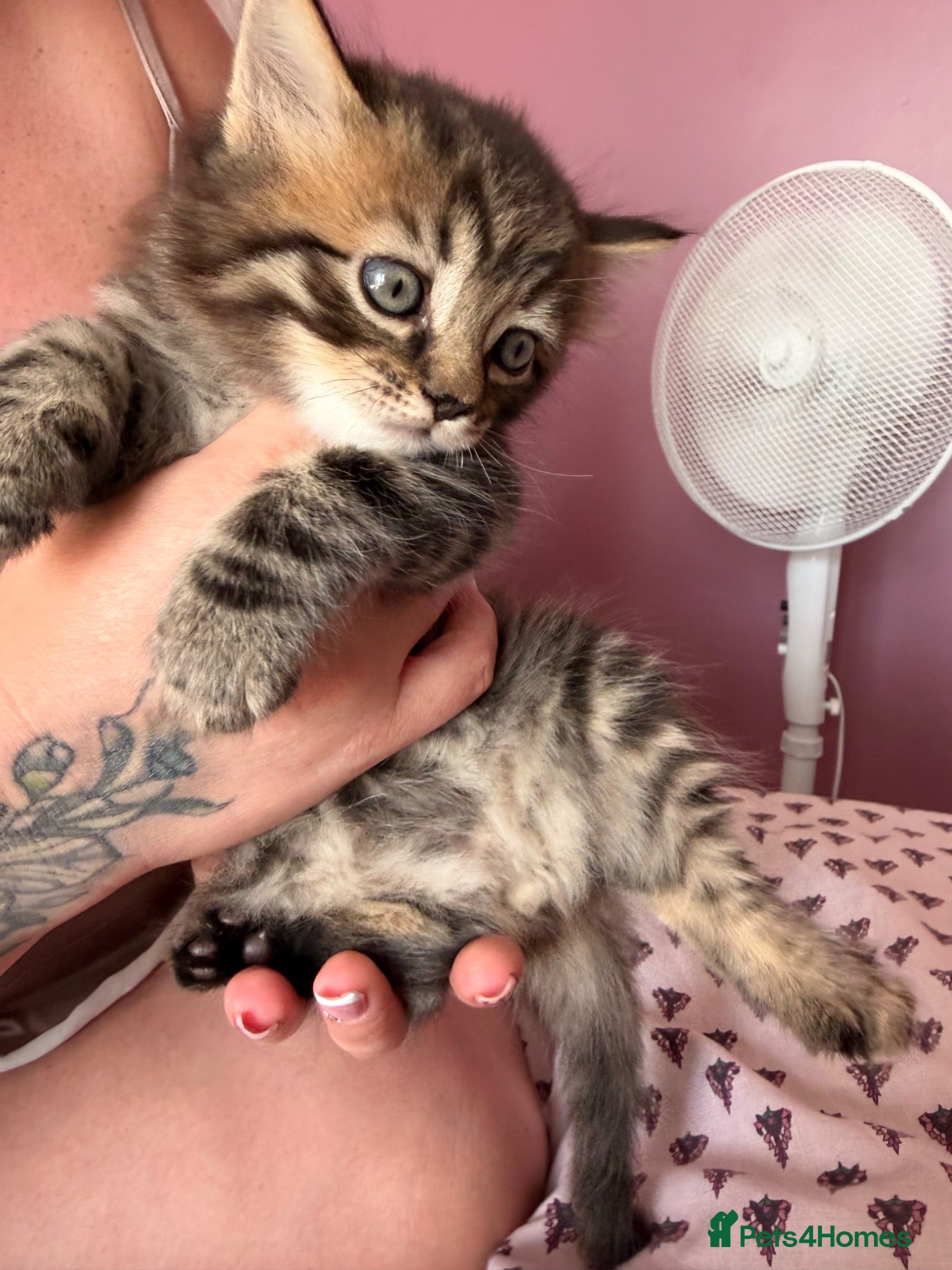 British Shorthair cats Adorable Kittens Looking for Loving Homes 🐾 - Advert 2