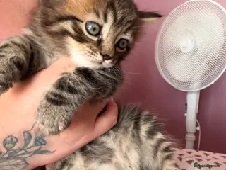 British Shorthair cats Adorable Kittens Looking for Loving Homes 🐾 - Advert 5