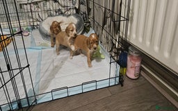 Cocker Spaniel dogs for sale: litter of 6 pedigree cocker spaniel puppies. - Image 10