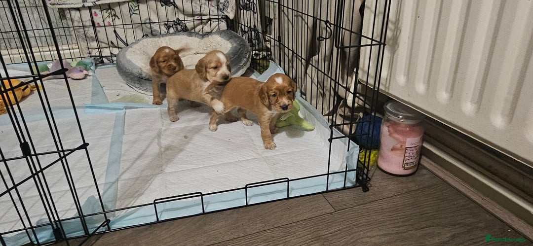 Cocker Spaniel dogs for sale: litter of 6 pedigree cocker spaniel puppies. - Image 10