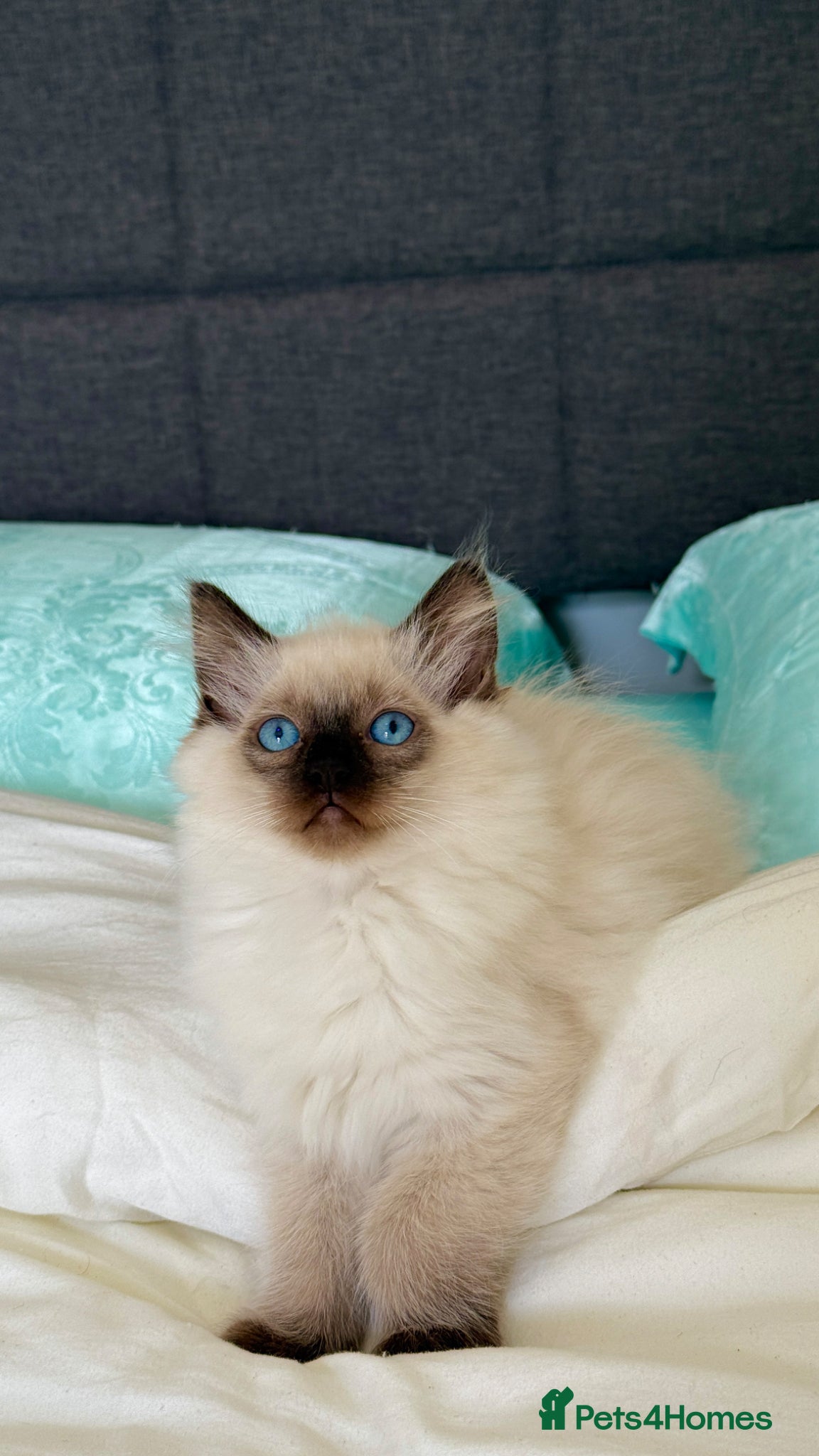 Ragdoll cats Only 2 kittens left 🥹 - Advert 1