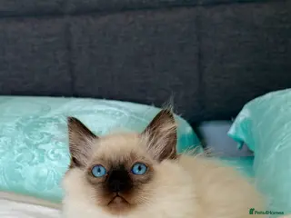 Ragdoll cats Only 2 kittens left 🥹 - Advert 1