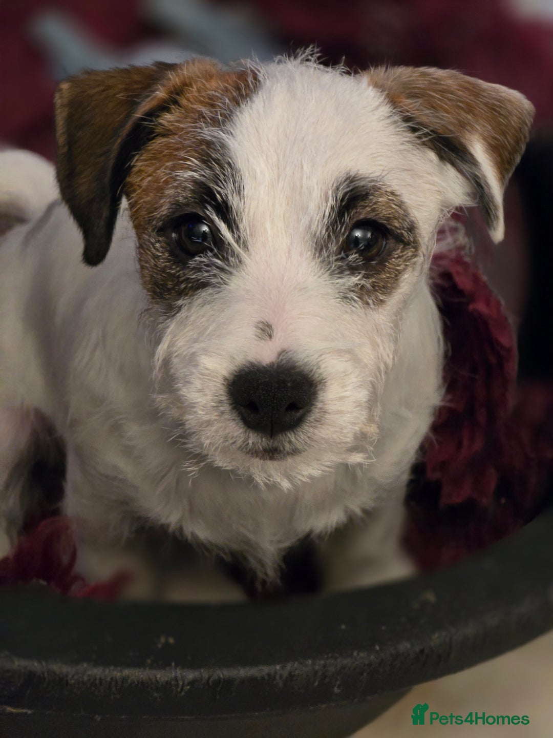 Jack Russell dogs for sale: KC registered Rough Coated Jack Russell Puppies  - Advert 3