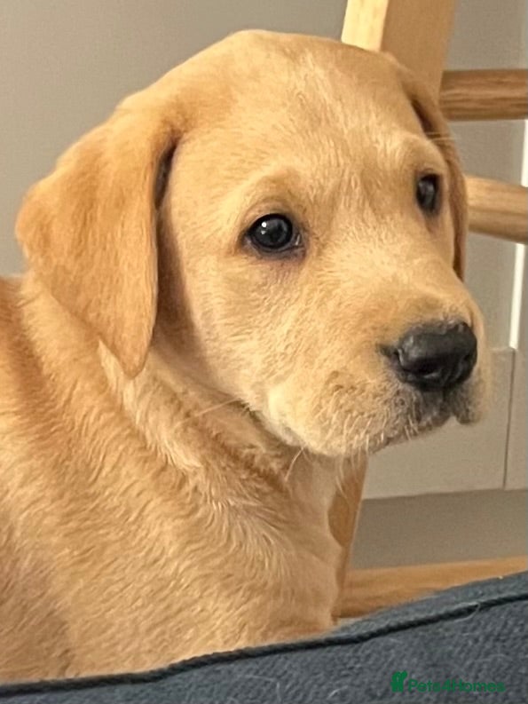 Labrador Retriever dogs KC REGISTERED FULLY HEALTH TESTED LABRADOR PUPPY - Advert 9
