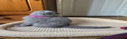 Scottish Fold cats for sale: Kittens scottish fold blue color - Advert 3