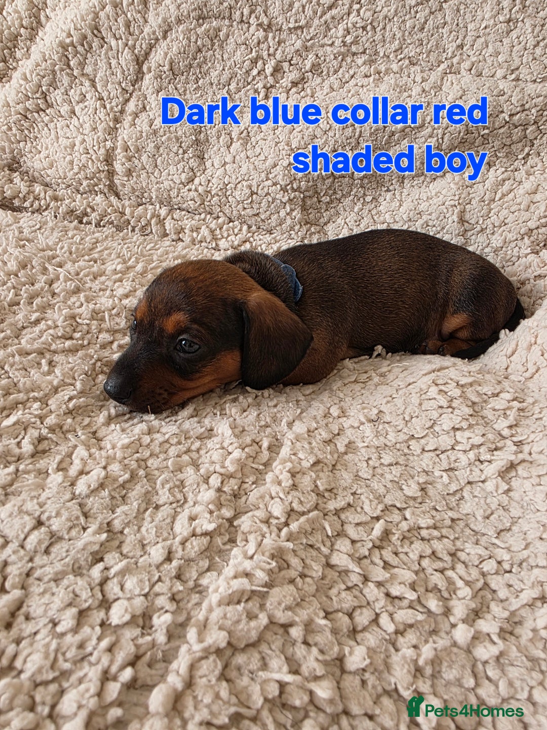 Miniature Dachshund dogs for sale: Beautiful short haired minature dauchshunds  - Advert 4