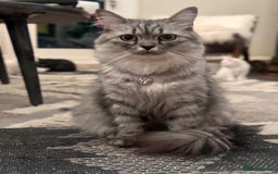 Siberian cats for sale: Beautiful Siberian Mix Kitten - Ready Soon!  - Image 6