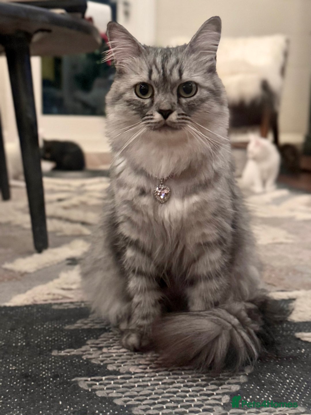 Siberian cats for sale: Beautiful Siberian Mix Kitten - Ready Soon!  - Image 6