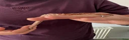 Corn Snake reptiles for sale: Het Palmetto Corn Snake in Sittingbourne - Advert 7