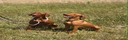 Hungarian Vizsla dogs for sale: 10month old girls for pet homes - Advert 3