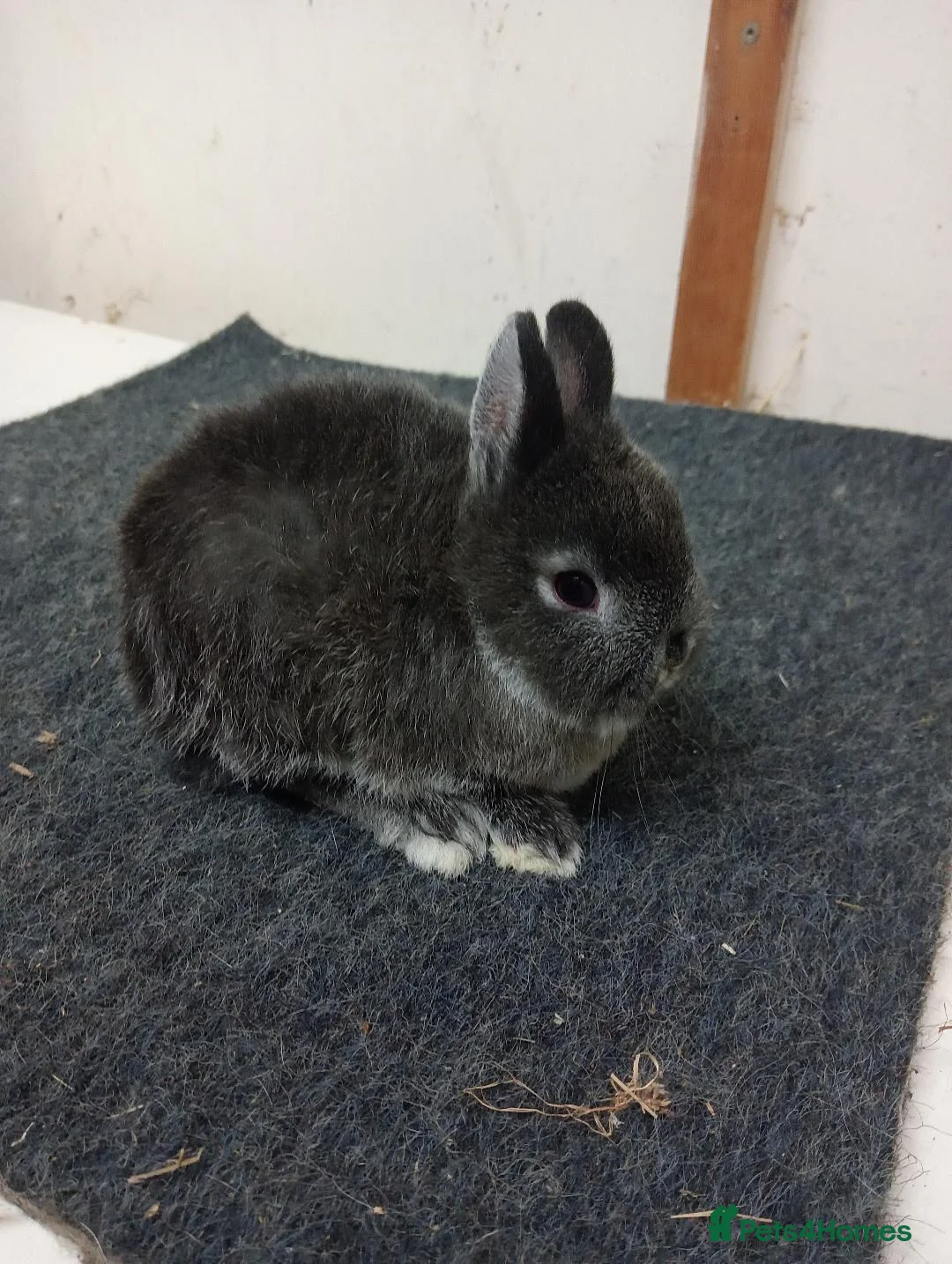 Netherland Dwarf rabbits for sale: netherland dwarfs - Advert 6