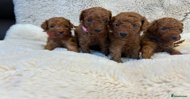 Toy Poodle dogs - Advert 5