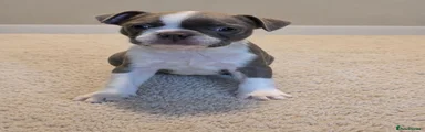 Boston Terrier Puppy 6 Girl
