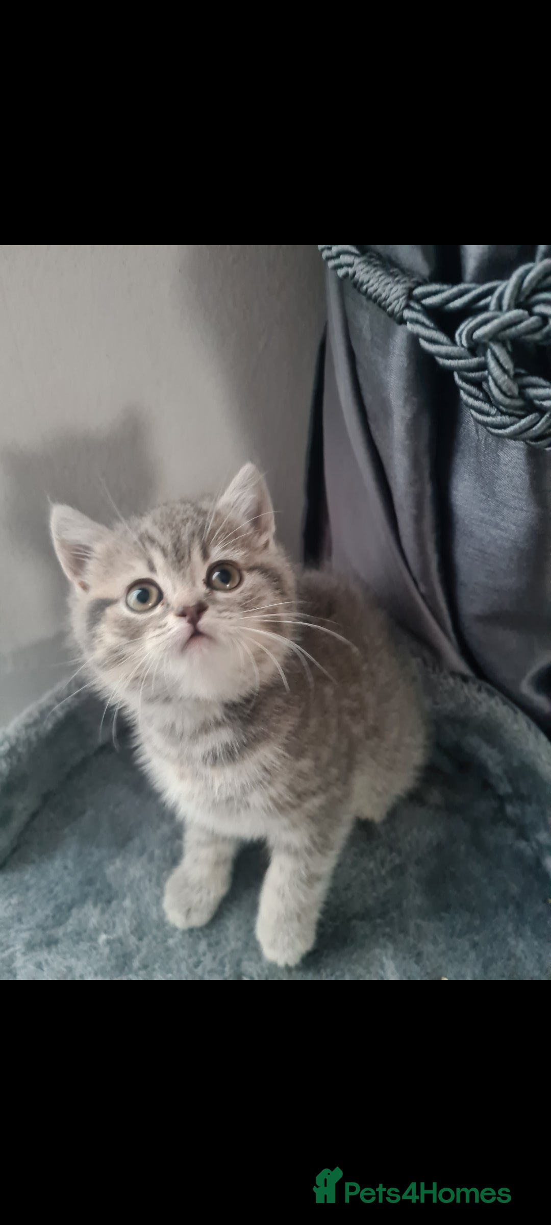 British Shorthair cats for sale: Beautiful kittens. - Advert 1