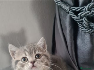 British Shorthair cats Beautiful kittens. - Advert 1