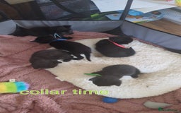 Maine Coon cats for sale: Last 2 beautiful Maine coon x males  - Image 7