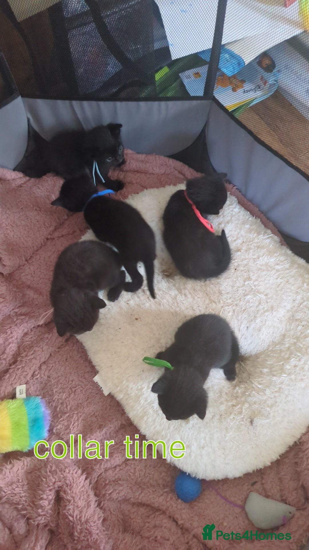 Maine Coon cats for sale: Last 2 beautiful Maine coon x males  - Image 7