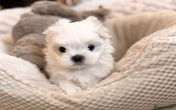 Maltese dogs for sale: ✨💫Tiny Exquisite Bambelina Maltese 💫✨ - Image 14