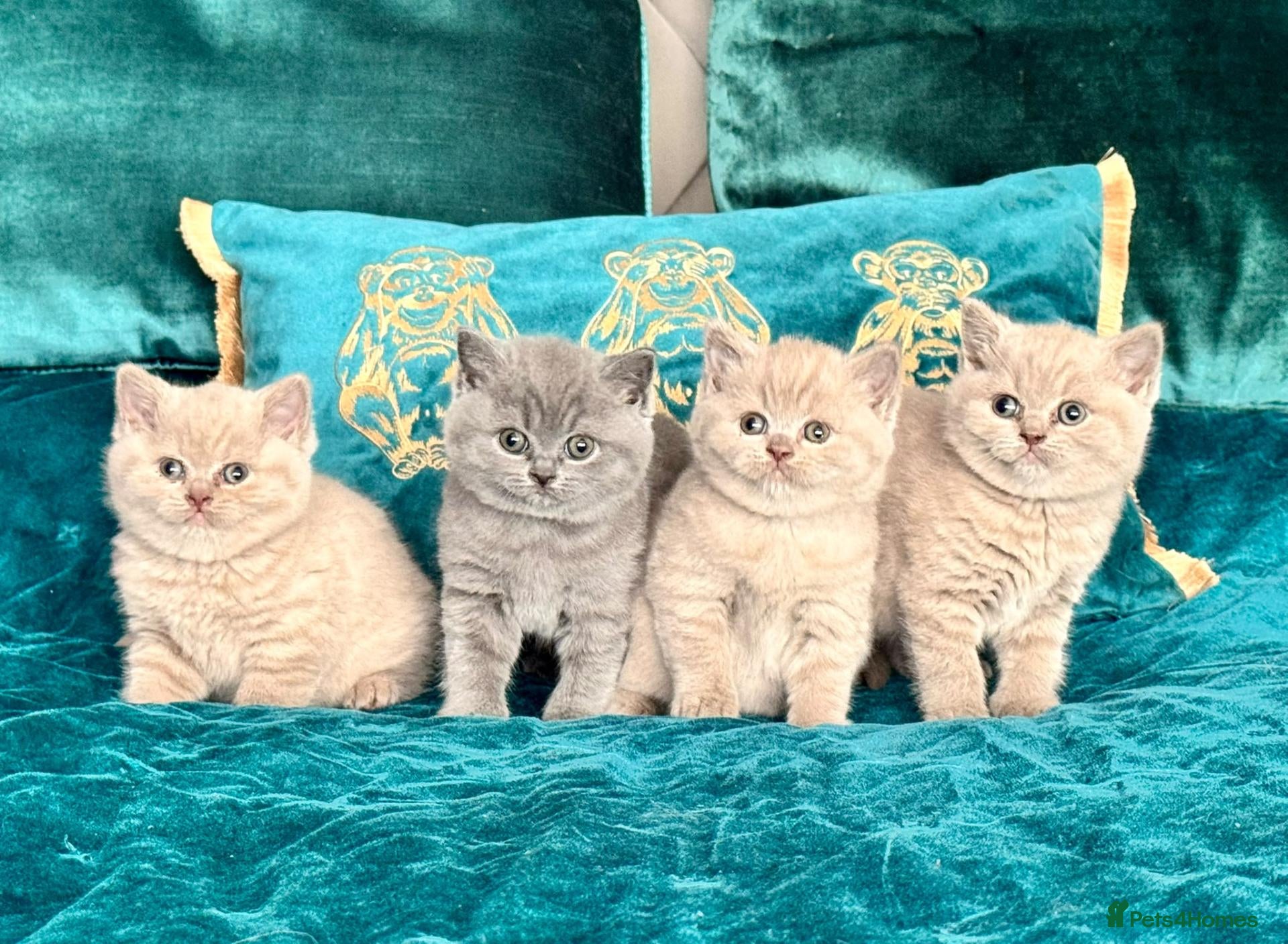 British Shorthair cats 🇬🇧👑🇬🇧💙British Shorthair😻💙Gccf chunky girls - Advert 2