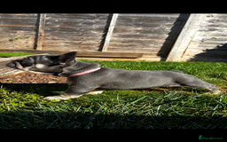 French Bulldog dogs for sale: Kc Registered 5 Generation Pedigree Quality  - Image 24