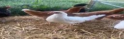 Chickens poultry for sale: Hybrid Hens - Point of Lay  - Advert 5
