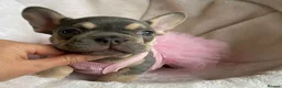 French Bulldog dogs for sale: FRENCH BULLDOGS, MERLE, ROJO, ISABELLA NEWSHADE. - Advert 3